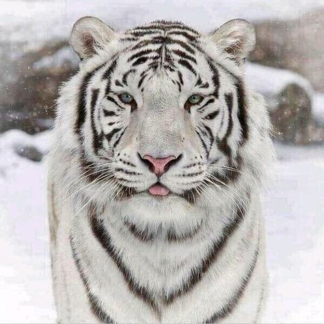 White Tigers, Tiger Pictures, Bengal Cats, Siberian Tiger, Most Beautiful Animals, Bengal Tiger, Tiger Woods, African Elephant, Bengal Cat