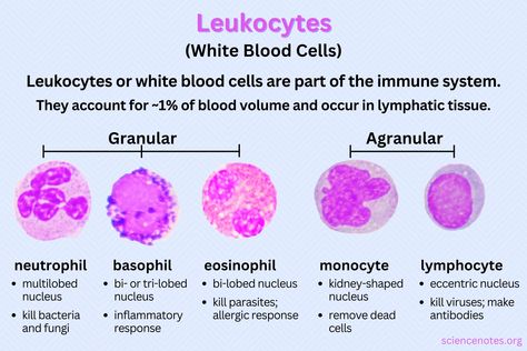 Learn about leukocytes or white blood cells. Discover the five main types and learn about their functions in the immune system. Increase White Blood Cell Count, Paramedic Study, Types Of Blood Cells, What Is Intelligence, Cell Diagram, Laboratory Scientist, Learn Biology, Study Pics, Flow Cytometry