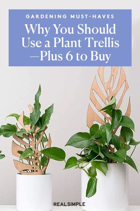 Why You Should Use a Plant Trellis—Plus 6 to Buy | We've rounded up the six best plant trellises, stakes, and planters that will keep your garden growing in style throughout the seasons. These plant trellises will keep your indoor houseplants healthy and growing. #gardening #gardenideas #realsimple #houseplant #besthouseplant Houseplant Trellis Ideas, House Plant Trellis, Plant Trellis, House Plant Trellis Indoor, Trellis For Monstera, Trellis Houseplant, Diy Small Indoor Plant Trellis, Pothos Vine, Houseplant Trellis