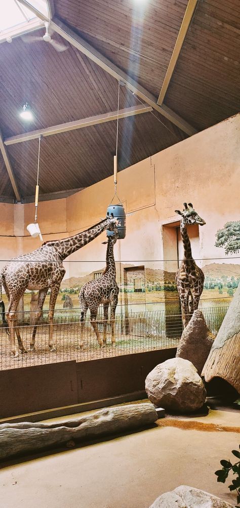 Giraffes hanging out in their indoor exhibit at the Toronto zoo Giraffe Habitat, Zoo Decor, Zoo Giraffe, Horse Farm Ideas, Zoo Project, Zoo Architecture, Toronto Zoo, I Am The Walrus, Animal Learning