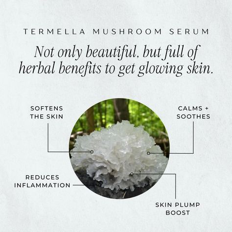 🌿✨ Discover the magic of Tremella Mushroom Serum! ✨🌿 Not only a beauty to behold, but also packed with incredible herbal benefits for your skin. Get that glowing, radiant complexion you've always wanted! 🌟 🌱 Softens the skin 🌱 Reduces inflammation 🌱 Calms + soothes 🌱 Boosts skin plumpness Experience the natural wonder of Tremella Mushroom and let your skin shine! 🌟🍄 Tremella Mushroom Benefits, Herbal Benefits, Tremella Mushroom, Mushroom Benefits, Skin Shine, Luxury Soap, Reduce Inflammation, The Skin, The Natural