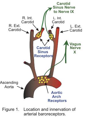 arterial baroreceptors Paramedic Student, Physician Assistant School, Internal Carotid Artery, Lpn Schools, Nursing School Tips, Medical School Studying, Medical School Essentials, Medical Anatomy, Medical Studies