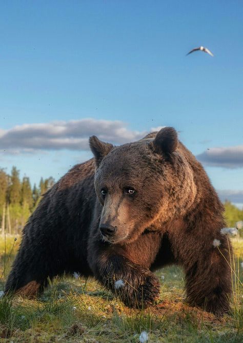 Curious Grizzly Bear! Atlas Bear, Scottish Animals, Call Of The Wild, Arthropods, Grizzly Bear, 2d Art, Animals Of The World, Amphibians, Brown Bear