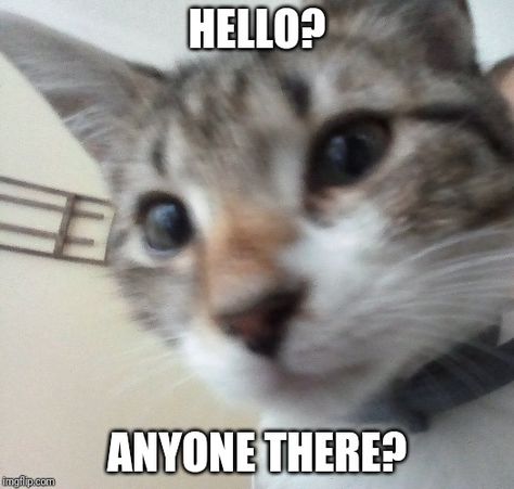 Hello Cat, Cat Mood Pics, Last Chat, Cat Text, Silly Cats Pictures, Cute Memes, Funny Cute Cats, Cat Aesthetic, Funny Reaction Pictures