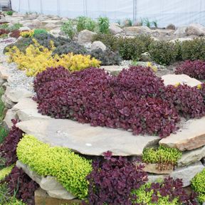 SunSparkler® Sedum 'Firecracker' in Rock Garden Sedum Sunsparkler, Sedum Ground Cover, Chris Hansen, Late Summer Flowers, Edging Plants, Perennial Border, Garden Solutions, West Michigan, Buy Plants