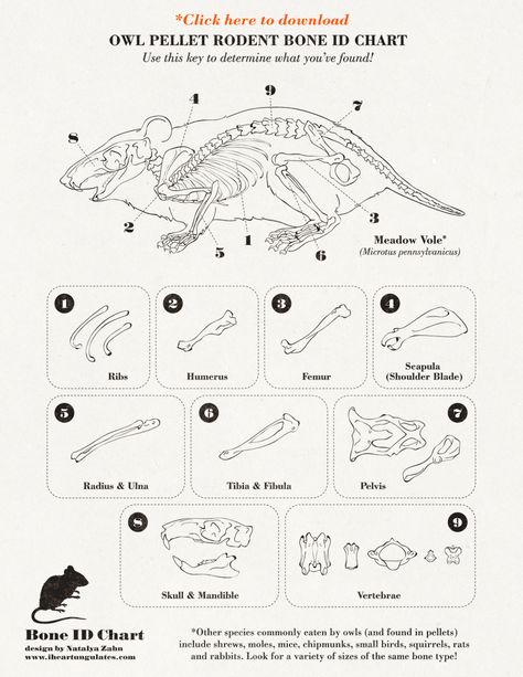 owl pellet rodent ID chart, meadow vole anatomy Dissecting Owl Pellets, Owl Pellet Dissection Worksheet, Owl Pellet Bone Sorting Chart, Owl Pellet Dissection, Owl Pellet, Owl Pellets, Stuffed Grape Leaves, Bone Crafts, Vulture Culture