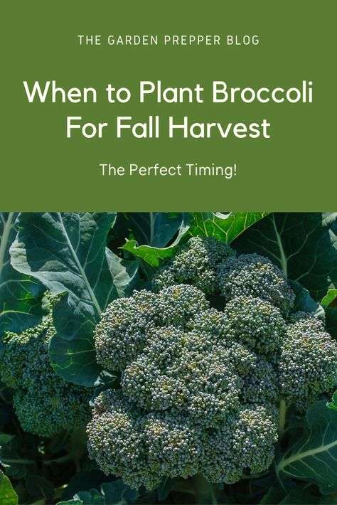 Planting Broccoli Plants, When To Plant Broccoli, How To Plant Broccoli, How To Harvest Broccoli, Planting Broccoli, Harvesting Broccoli, Allotment Planning, Starting Vegetable Seeds, Seasoned Broccoli