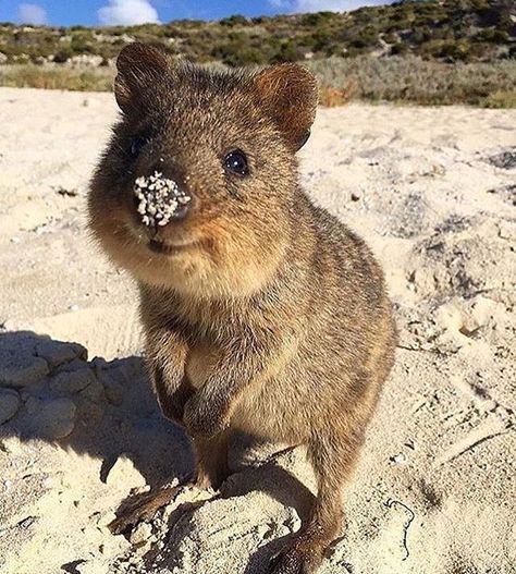 Rottnest island local thanks for sharing @instaquokka & @finnpup888 #regram #rottnestisland #quokka by infinityholidays http://ift.tt/1L5GqLp Cute Animal Pfp, Quokka Animal, Cute Quokka, Happiest Animal, Romantic Animals, Funny Animal Pics, Animal Pfp, Cute Animal Character, Worlds Cutest Animals