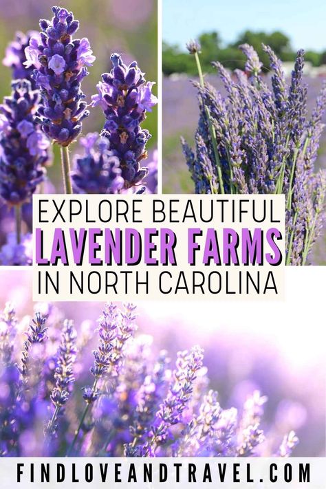 Love visiting lavender farms? Find beautiful lavender farms right in North Carolina. Enjoy one of the best summer activities in NC while making your way through the lavender fields, enjoying a picnic by the lavender and more! Lavender farms in NC | North Carolina Lavender fields | North Carolina Travel | North Carolina things to do in | flower fields Raleigh NC | Lavender farm Chapel Hill | Flower fields in NC | Instagram spots in NC | Chapel hill things to do in | Lavender photos | Visit NC Lavender Farms, East Coast Usa, Couples Travel, North Carolina Travel, American Landscape, Los Angeles Travel, Travel Bucket List Usa, Oceania Travel, Lavender Farm