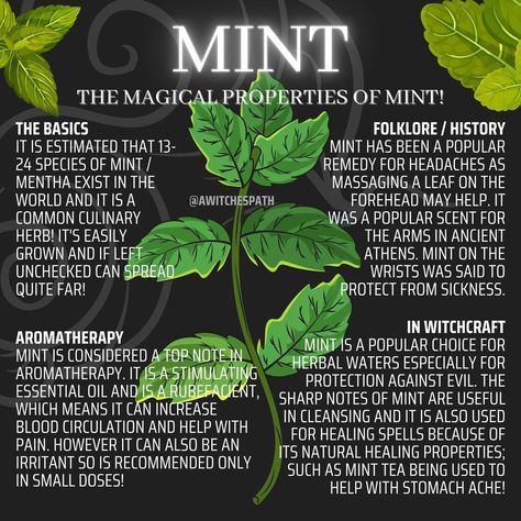 Mint Properties Magic, Magical Herbs Witchcraft, Herbs For Protection, Herbal Witch, Magickal Herbs, Plant Magic, Herbal Teas Recipes, Magic Herbs, Essential Oils Herbs