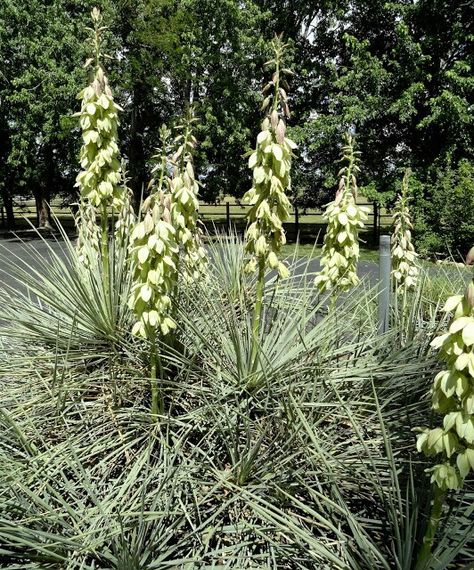 Yucca glauca. Scripter garden, Colorado, June. Yucca Glauca, Big Draw, Types Of Grass, Pea Gravel, Garden Entrance, Clay Soil, Hand Painted Signs, Tiger Lily, Spray Painting