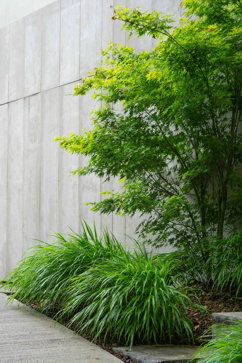 Hakonechloa Macra and Acer Palmatum in CasaL garden in Madrid Japanese Gravel Garden, Hakonechloa Macra, Courtyard Plants, Small Trees For Garden, Narrow Garden, Evergreen Garden, Back Garden Design, Estate Garden, Gravel Garden