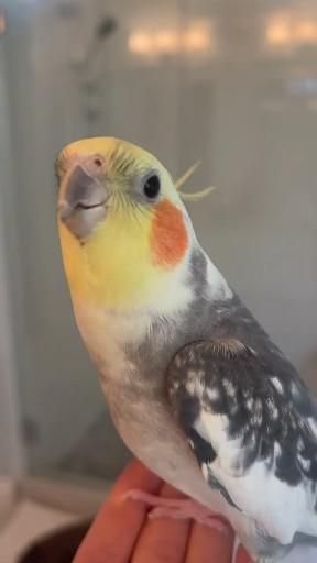 Funny Birds Videos, Love Birds Pet, Celeste Barber, Bird Ideas, Funny Parrots, Happy Boy, Australian Birds, Super Cute Animals, Funny Birds