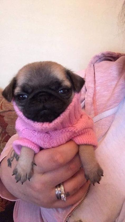 Pug Puppy Aesthetic, Pug Aesthetics, Wholesome Dog, Baby Pug, Puppy Pug, Cute Pug Puppies, Charming Personality, Baby Pugs, Very Cute Puppies