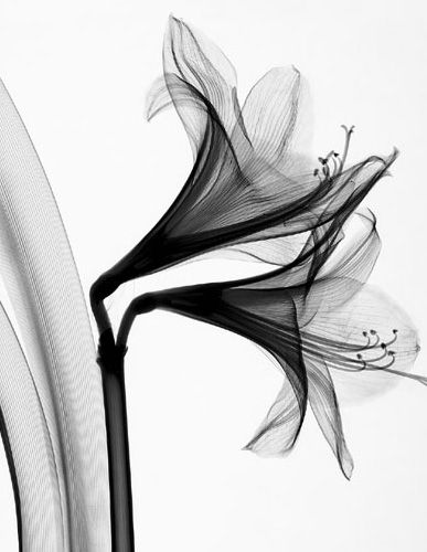 X-rays of plants and flowers. Really neat but sort of makes these beautiful things seem sinister. Xray Flower, Xray Art, Black And White Photograph, 판타지 아트, Black White Photos, White Photo, Henri Matisse, X Ray, White Art