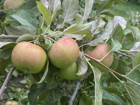 Growing high-quality apples in the home garden is possible but requires significant inputs. Apples have several serious disease and insect pests that can significantly lower the quantity and quality of the apple harvest in the fall. Managing these disease and insect pests is important, and many of the most effective management steps occur in spring, well before the apples form and ripen. Growing Apple Trees, Apple Tree Care, Watering Trees, Fruit Trees Backyard, Fruit Tree Garden, Pruning Fruit Trees, Garden Catalogs, Growing Fruit Trees, Vegetable Garden Diy