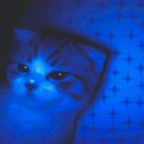 Blue Cat Pfp, Cat Pfp, Blue Cat, Reading List, A Cat, Blue Light, Reading, Blue