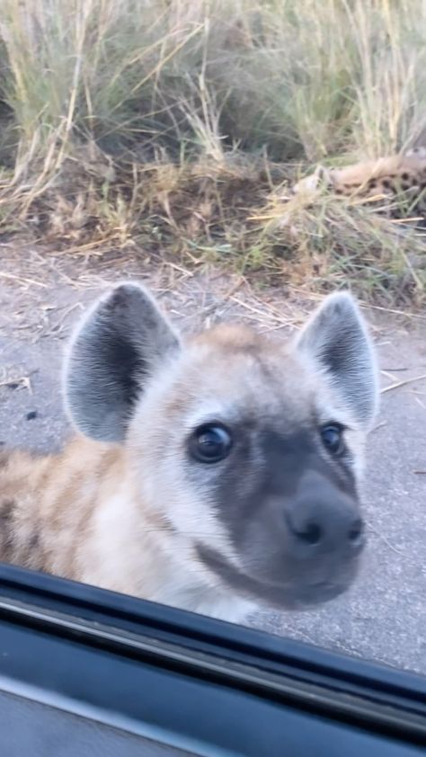 Hyena Pup, Carnivorous Animals, Spotted Hyena, African Wild Dog, Silly Cats Pictures, Cool Animals, Cat Icon, Wild Dogs, Favorite Animals