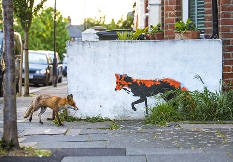 Stunning wildlife photos of the year as Attenborough urges us to save planet - Urban animals also star in the series Urban Wildlife, Vulpes Vulpes, Pet Fox, Wildlife Photos, Sky Art, Cute Animal Videos, North London, Nature Photographs, Red Fox