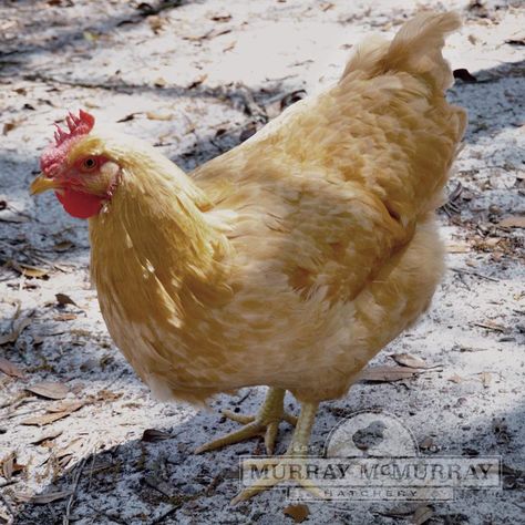 McMurray Hatchery Buff Plymouth Rock Hen Barred Plymouth Rock, Barred Rock Chickens, Plymouth Rock Chicken, Barred Rock, Brown Egg, Poultry Equipment, Day Old Chicks, Plymouth Rock, Crazy Chicken