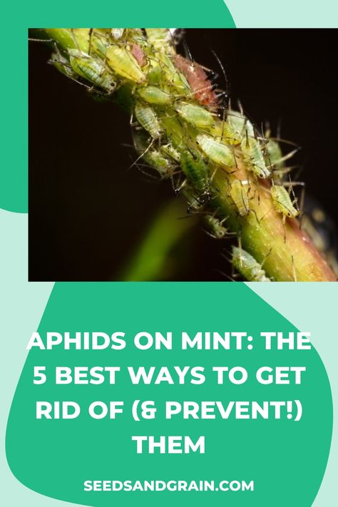 Pepermint Plant, Bug Eating Plants, Mint Plant Care, Diy Bug Repellent, Get Rid Of Aphids, Parsley Plant, Cilantro Plant, Diy Bug Spray, Mint Plant