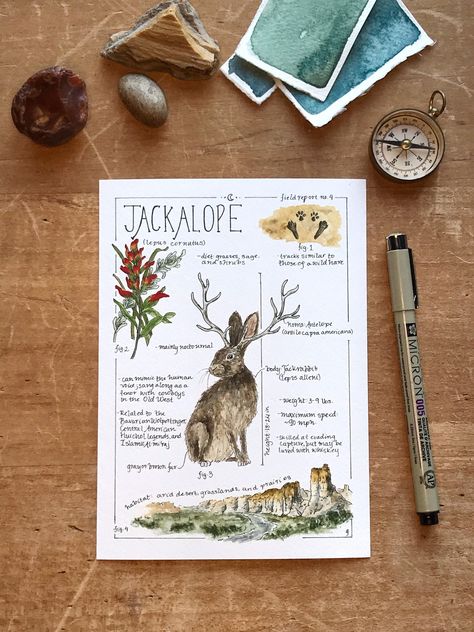 "Jackalope - Field Report No. 4 Giclée fine art print of my original watercolor and ink field report about the elusive Jackalope. This detailed report is meant to be from the field journal of an intrepid scientist.  Dimensions: 5x7\" or 8x10\" Paper: Cotton coldpress, 340 gsm Your print will be mailed in a rigid stay-flat envelope.  Please note that colors may vary slightly between computer monitors and actual painting.  (c) 2020-3 Elizabeth Gass All rights remain with artist." Diy Busy Books, Notes Project, Botanical Sketchbook, Field Journal, Guided Art, Watercolor Sketchbook, Nature Journal, Custom Illustration, Computer Monitors