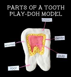 Activity for a Dental Health Unit for K-1: Parts of a Tooth Play-doh Model Parts Of A Tooth, Dental Health Unit, Tooth Anatomy, Dental Health Week, Tooth Structure, Dental Health Preschool, Kids Dental Health, Dental Health Activities, Human Body Activities