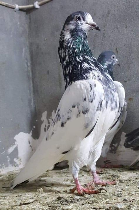 Pin by Waheed on High Flayer & Different Breeds of Pakistani Pigeons | Pigeon pictures, Pigeons for sale, Pigeon breeds Racing Pigeons For Sale, Pakistani Pigeon, High Flying Pigeons, Farrow And Ball Pigeon, Pigeon Stretch, Tattoos Birds, Birds Drawings, Fancy Pigeons, Pigeons For Sale