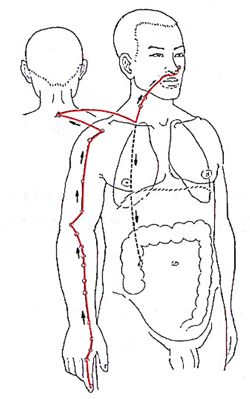 Large Intestine Meridian - 'Minister of Transportation' Gallbladder Meridian, Meridian Channels, Body Meridians, Liver Meridian, Bladder Meridian, Large Intestine Meridian, Meridian Acupuncture, Health Zone, Polarity Therapy