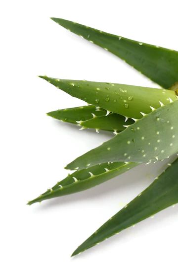 Aloe Vera Gel Face, Aloe Vera Benefits, Feminine Health, Aloe Vera Plant, Studio 54, Social Media Design Graphics, Aloe Vera Gel, Branding Photos, Dry Brushing