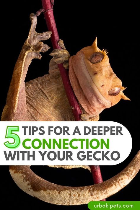 5 Ways to Bond with Your Gecko Crested Gecko Jumping, Diy Crested Gecko Hide, Eyelash Crested Gecko, Crested Gecko Safe Plants, Crested Gecko Plants, Crested Gecko Tattoo Ideas, Bioactive Crested Gecko Enclosure, Crested Gecko Setup, Created Gecko Enclosure