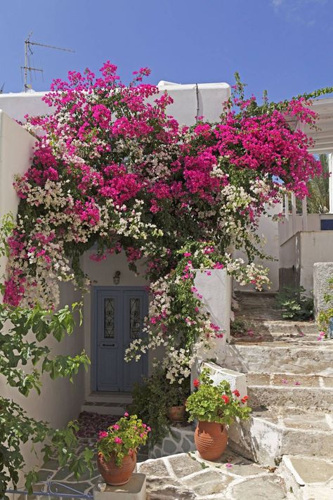 Greece Images, Greek Garden, Paros Island, Paros Greece, Greek House, Cyclades Islands, Greece Islands, Mediterranean Garden, Island Home