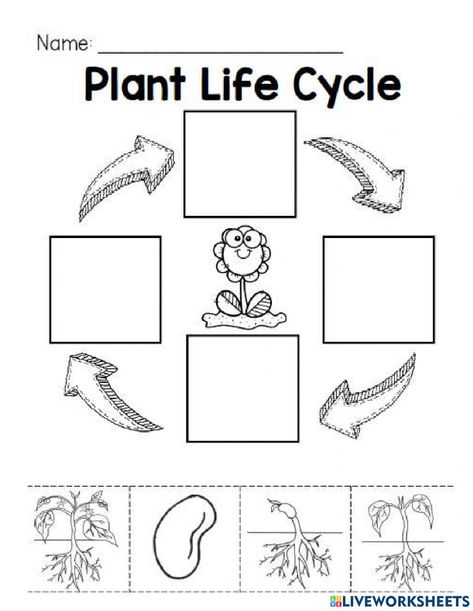 Plant Worksheet, Energy Quiz, Plant Life Cycle Worksheet, Plants Worksheets, States Of Matter Worksheet, Vertebrates And Invertebrates, Living And Nonliving, Matter Worksheets, Lima Bean