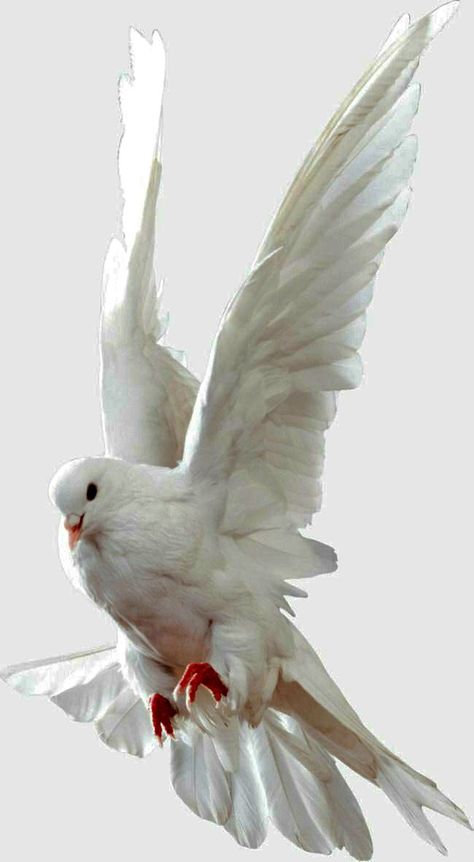 Dove Photography Bird, White Pigeon Drawing, White Dove Drawing, Dove Reference, Dove Wings, Dove Drawing, Dove Flying, White Pigeon, Dove Pictures