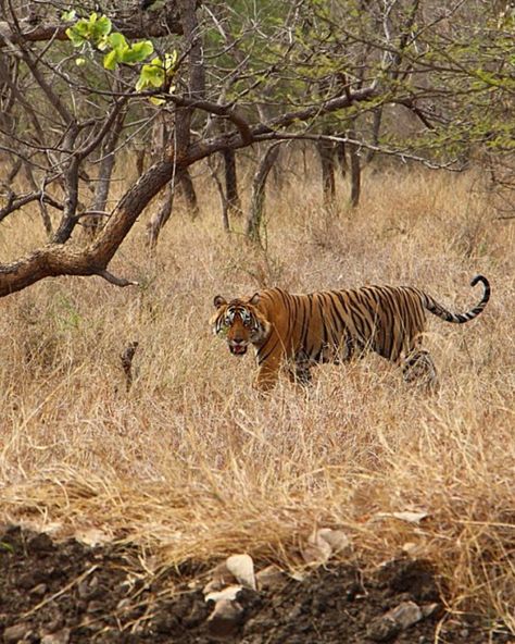 Everything you need to know about Tiger Safaris in India | Girls Vs Globe Tiger Safari India, Tigers In The Wild, Ranthambore National Park, Wild Tiger, Tiger Tiger, Bhutan, India Travel, In The Wild, New Delhi