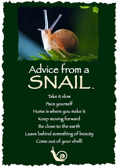 Snail Quote Inspirational, Snail Spiritual Meaning, Snail Meaning, Lone Wolf Quotes, Inspirational Music Quotes, Uplifting Quotes Positive, Inpirational Quotes, Zen Quotes, Motivational Picture Quotes