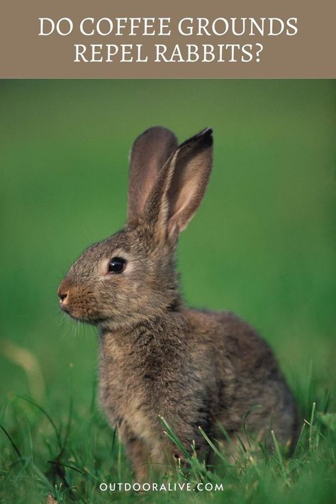 Homemade Rabbit Repellent, Rabbit Repellent For Flowers, Get Rid Of Rabbits In Yard, Rabbit Repellant In The Garden, Rabbit Deterrent, Gardening Reference, Raccoon Repellent, Rabbit Repellent, Repellent Diy