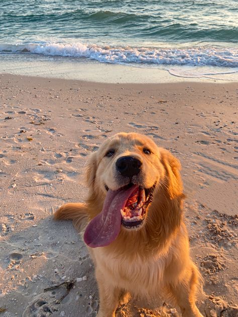 golden retriever at the ocean Wholesome Dog, Perros Golden Retriever, Reactive Dog, Very Cute Dogs, Cute Dog Pictures, Animals Cute, Dog Beach, Golden Retriever Puppy, Cute Animal Photos