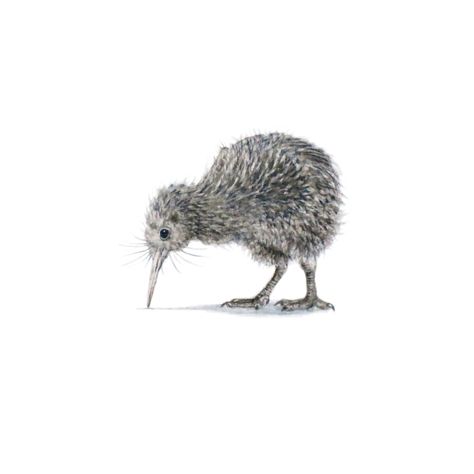 KIWI Kiwi Drawing, Kiwi Animal Drawing, Kiwi Sketch, Kiwi Bird Drawing, Kiwi Bird Drawing Cute, Kiwi Bird Painting, Kiwi Tattoo, Kiwi Bird Tattoo New Zealand, Pioneer School Gifts