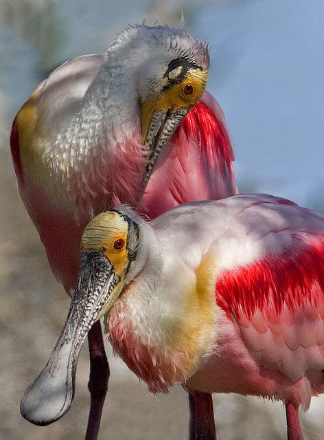 30 millions d'amis magazine aime... Roseate spoonbill - Platalea ajaja - by Darlene Boucher. Regard Animal, Roseate Spoonbill, All Birds, Exotic Birds, Pretty Birds, Bird Photo, Colorful Birds, Little Birds, Animal Planet