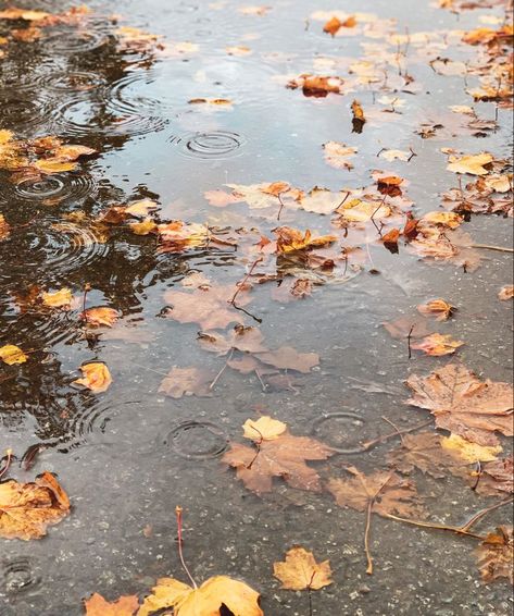 Fall Aesthetic Pictures, Fall Mood Board, Pumpkin Spice Season, Cozy Season, Fall Inspo, Season Of The Witch, Fall Feels, Fall Pictures, Best Seasons