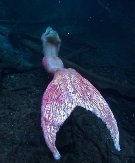 pink mermaid tail Real Mermaids, Mermaid Tale, Mermaid Aesthetic, Mermaid Dreams, Pink Mermaid, Mermaids And Mermen, Mermaid Life, Mermaid Tails, Under Water