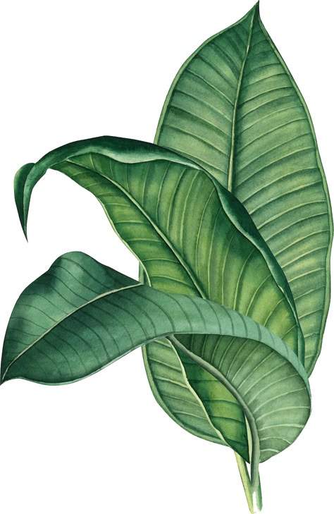 Wall Style, Banana Palm, نباتات منزلية, Leaves Illustration, Plant Painting, Art House, Tropical Art, A Banana, Watercolor Leaves