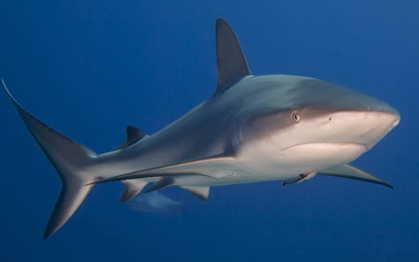 Magnificent Caribbean Reef Shark - Exumas, Bahamas Caribbean Reef Shark, Silly Sharks, Exumas Bahamas, Black Tip Shark, Happy Shark, Types Of Sharks, Shark Photos, Bull Shark, Reef Shark