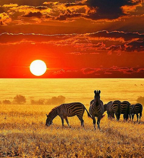 Image about africa in Shadetails by Ben J Humphrey Animals Tattoo, Sun Setting, Africa Safari, Out Of Africa, See Yourself, Amazing Sunsets, Arte Animal, Jolie Photo, African Animals