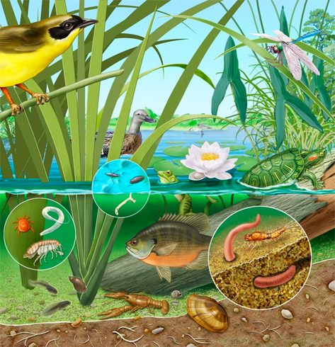 pondlife Aquaponics Aquarium, Homeschool Nature Study, Aquatic Ecosystem, Different Fish, Pond Life, Aquaponics System, A Pond, Scientific Illustration, Alam Yang Indah