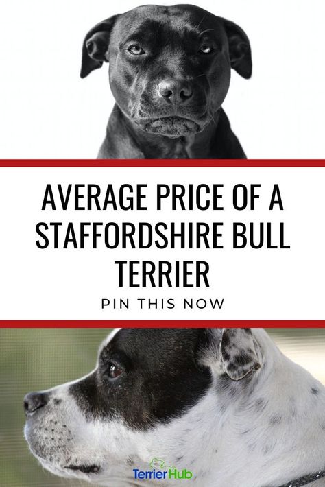 Some breeds, such as the Staffordshire Bull Terrier, are more expensive than other dogs. Check out this article on how much does a staffordshire bull terrier cost before you buy one.#terrierhub #staffordshirebullterrier #staffy #staffordshirebullterriercost Stafford Bull Terrier, Staffy Bull Terrier, Staffordshire Bull Terrier Puppies, Staffy Dog, Bully Breeds Dogs, American Staffordshire Terrier, Staffordshire Bull Terrier, Staffordshire Terrier, Bully Breeds