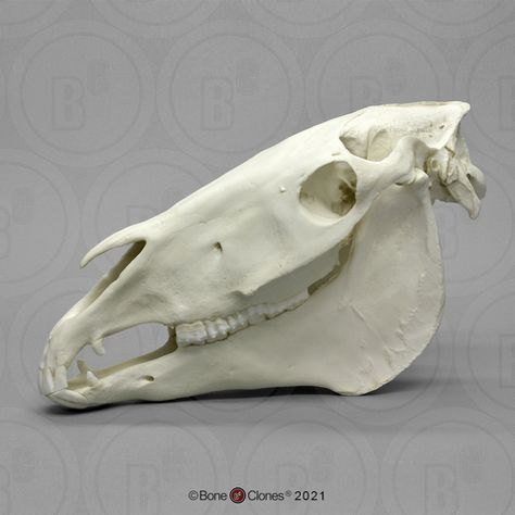 Skull Side View, Canine Skull, Horse Bones, Horse Skeleton, Horse Skull, Skull Anatomy, Skull Reference, Animal Skeletons, Horse Anatomy