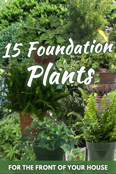 15 Foundation Plants For The Front Of Your House - Garden Tabs Plants For Front Of House, Make A Flower Bed, Evergreen Foundation Planting, Front Of House Plants, Front Yard Makeover, Foundation Plants, Front Yard Flower Bed, Low Maintenance Landscaping Front Yard, House Front Yard