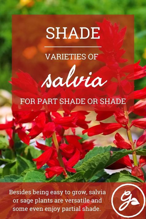 Most species of salvia prefer full sun locations, but can salvias grow in shade? Yes, some species can! Get the know how here. Salvias In The Garden, Sage Plants, Partial Shade Flowers, Salvia Plants, Texas Sage, Shade Gardening, Sage Plant, Yellow Blossom, Shade Flowers